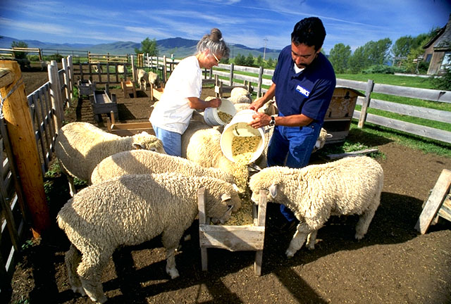 Feeding sheep